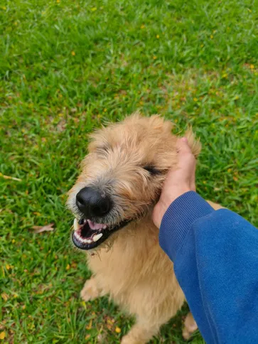 A foto mostra um dos cães comunitários cuidados pelo projeto da UEPG.