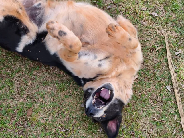 O registro mostra um dos cães cuidados pelos alunos do projeto comunitário na UEPG.