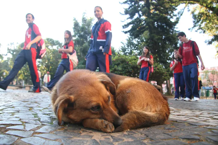 Ainda que as iniciativas de políticas públicas sejam destacadas, Ponta Grossa, assim como todo o país, vive um momento de atenção à pauta da causa animal