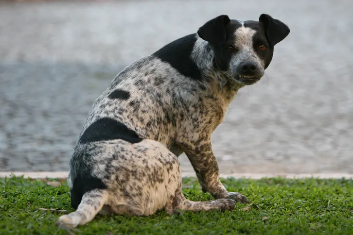 Ponta Grossa não registrou, nos últimos anos, casos de raiva ou leishmaniose relacionados à transmissão via cães.