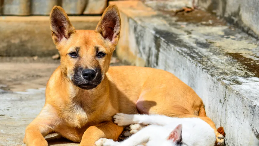 Os animais disponíveis para adoção já estão castrados, vacinados e vermifugados