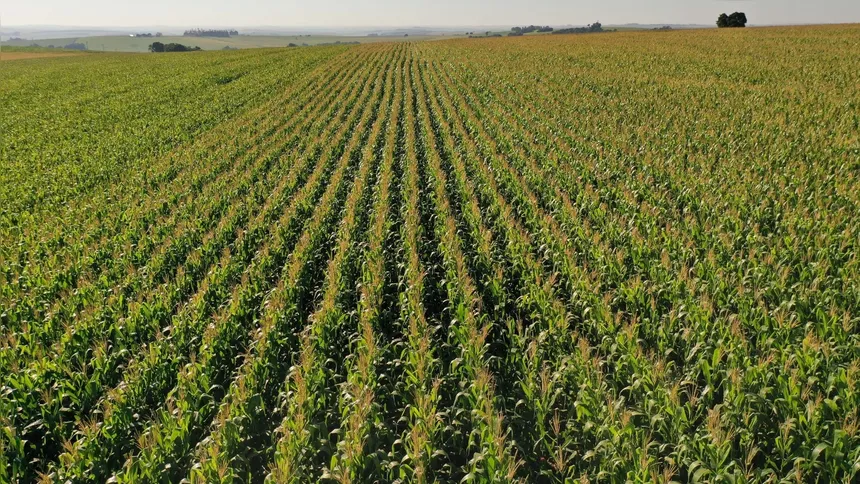 Lavouras de milho no Paraná ganham espaço na paisagem rural; estado projeta colheita histórica superior a 21 milhões de toneladas somando as duas safras