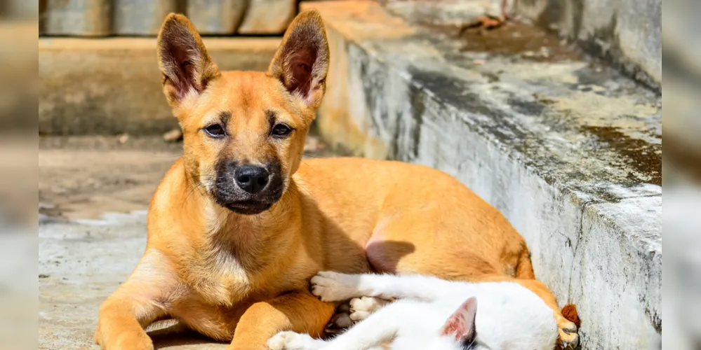 Os animais disponíveis para adoção já estão castrados, vacinados e vermifugados
