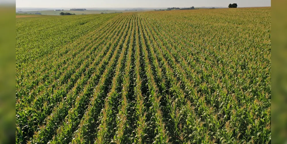 Lavouras de milho no Paraná ganham espaço na paisagem rural; estado projeta colheita histórica superior a 21 milhões de toneladas somando as duas safras
