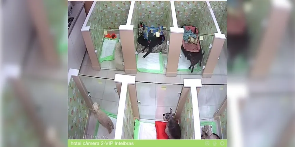 Imagem ilustrativa da imagem Clínica oferece hospedagem monitorada para animais