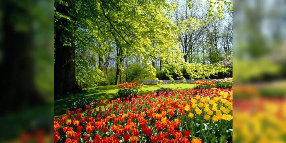 Imagem ilustrativa da imagem Primavera, um show de cor e delicadeza. (2ªParte)