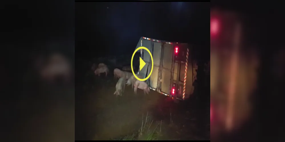 Imagem ilustrativa da imagem Imagens mostram acidente com caminhão de suínos