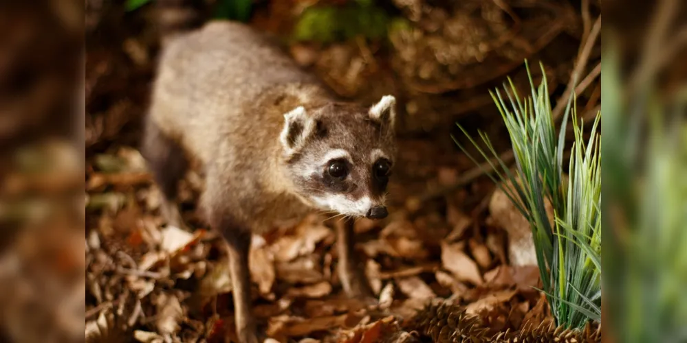 A Fauna dos Campos Gerais mostra a vida animal em exposição realizada pelo projeto Entre Campos
