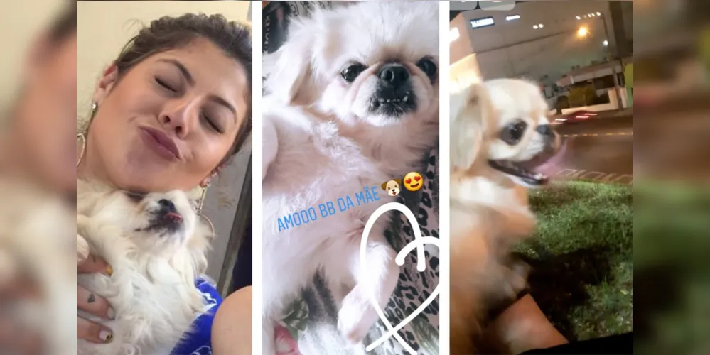 O último caso registrado foi o do cão Flokinho. As câmeras de segurança mostram o suspeito carregando cão embaixo do braço. O caso aconteceu segunda-feira (23)