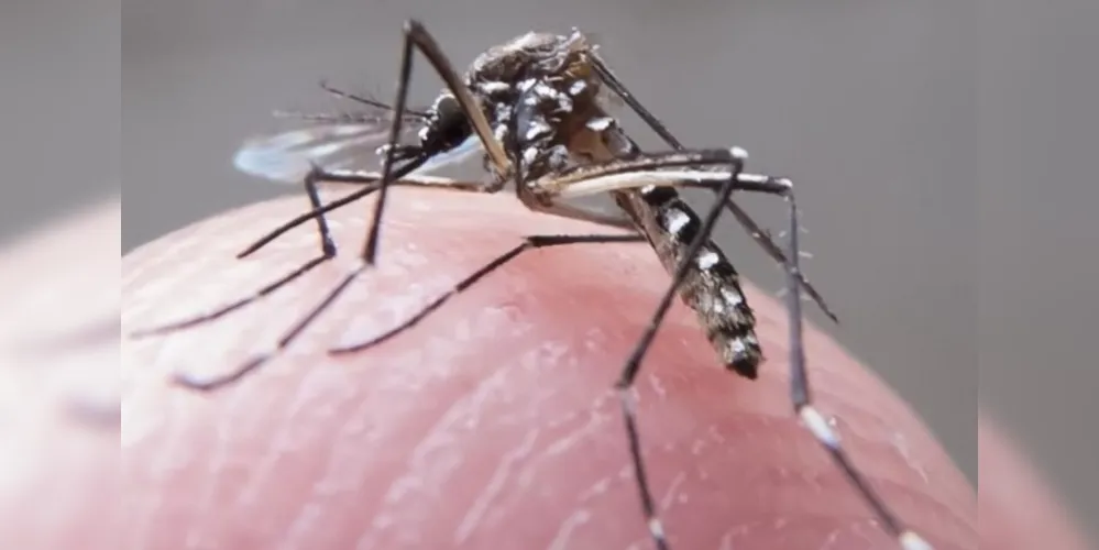 O informativo soma 829 autóctones, quando a doença é contraída na cidade de residência.