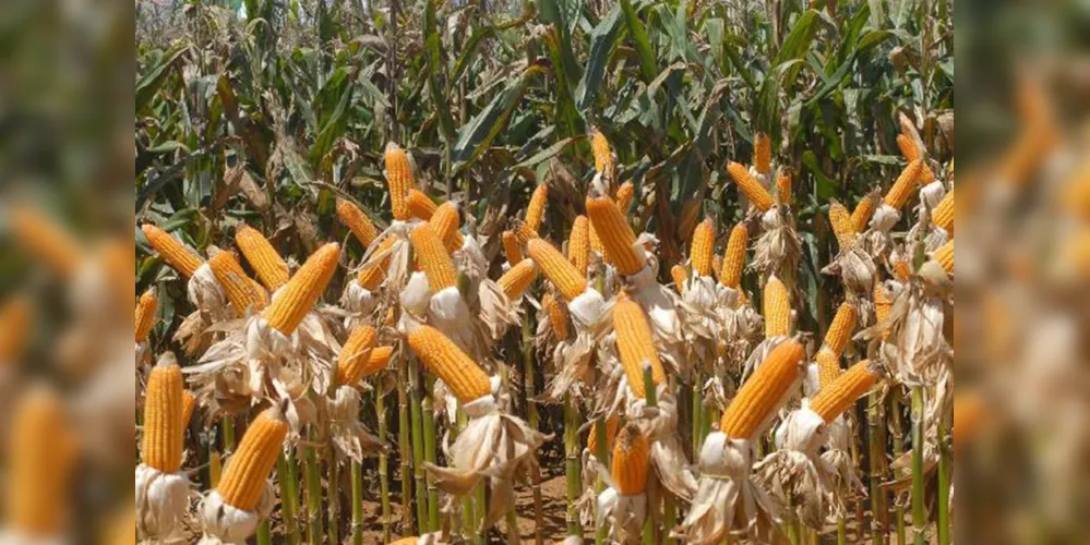 Destaque foi o comércio de milho, carnes e algodão, segundo o Ministério da Agricultura