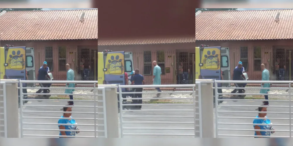 Local abrigava mais de 380 animais e foi descoberto após denúncias anônimas