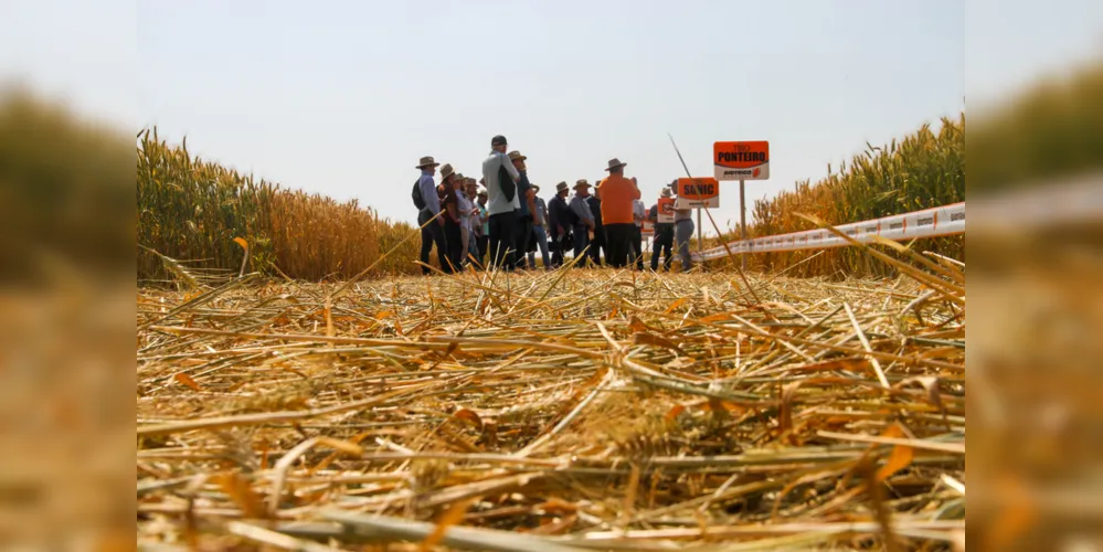 Técnicos, comerciantes e produtores, durante último dia de Campo de Trigo, realizado em outubro de 2019