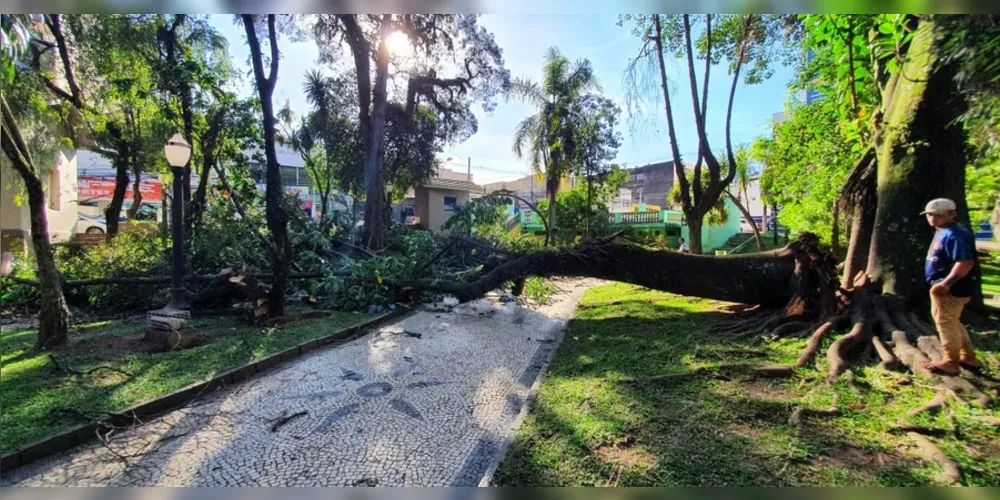 Imagem ilustrativa da imagem Árvore centenária cai na praça do Ponto Azul