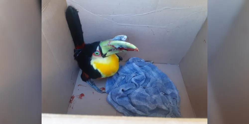 Pássaro foi entregue ao Centro de Triagem de Animais Silvestres dos Campos Gerais 