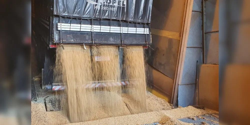 De janeiro a agosto de 2020, foram quase 11,15 milhões de toneladas exportadas do grão.