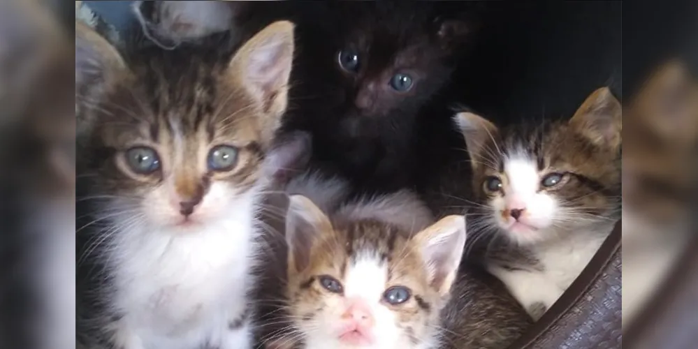 Além do resgate, os voluntários fazem o tratamento no lar temporário e lutam para encontrar novos tutores para os animais.