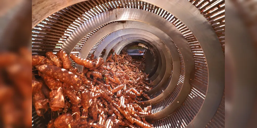 A concentração da produção está sobretudo no Noroeste, abrangendo também as regiões Oeste e Centro-Oeste.