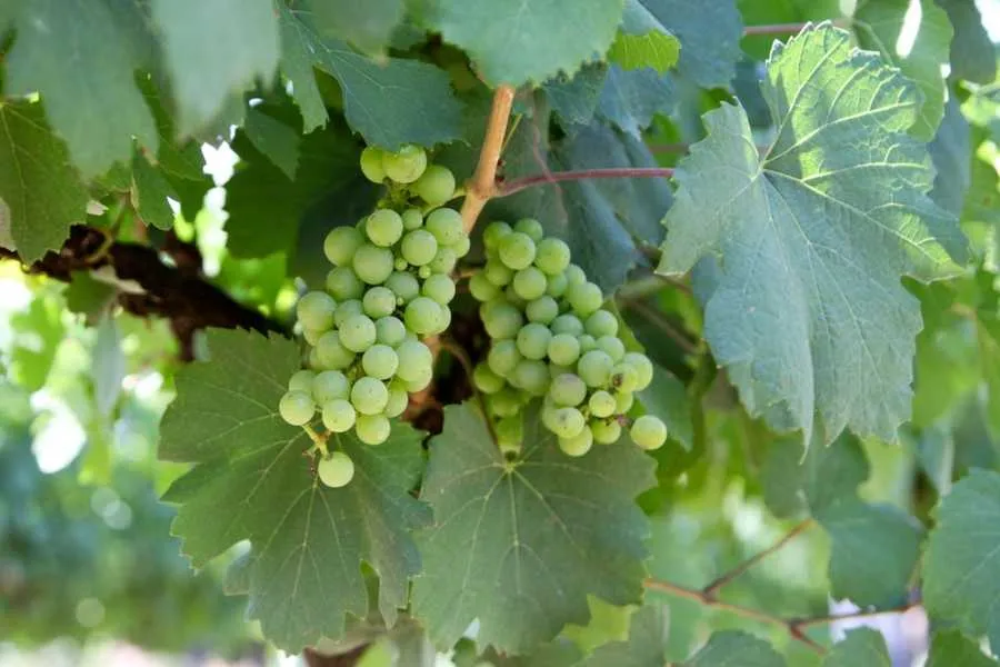 Terra dos vinhos e espumantes premiados