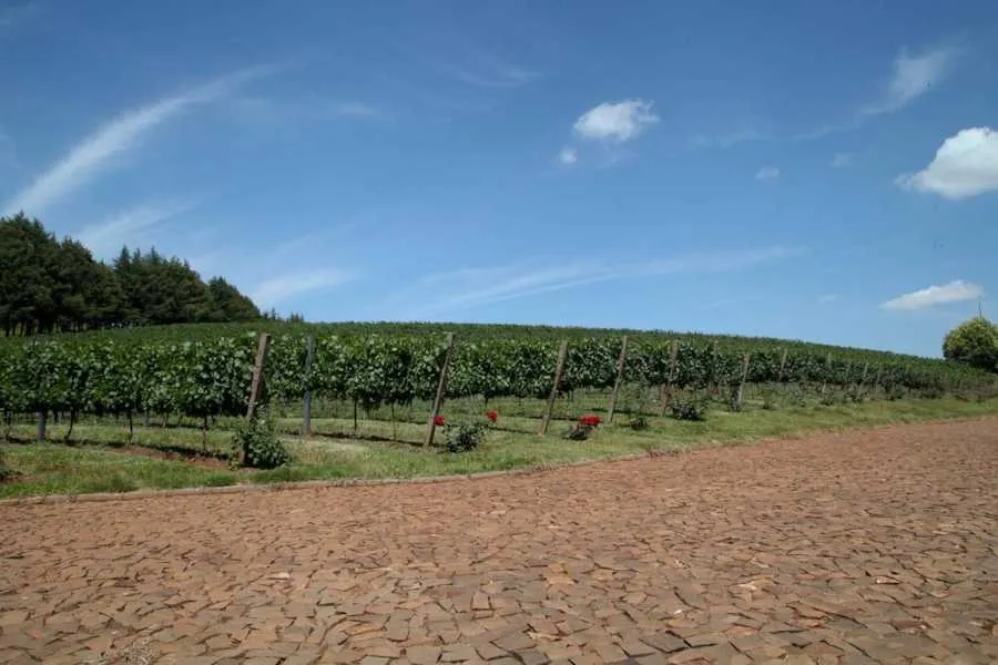 Terra dos vinhos e espumantes premiados