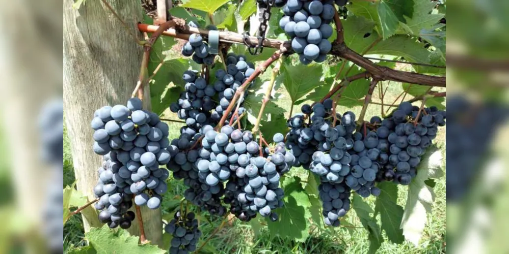 Imagem ilustrativa da imagem IDR-Paraná lança manual para produção de uvas