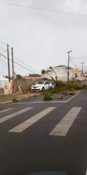 Ventos fortes causam estragos nesta quinta em PG