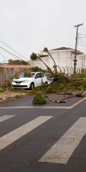 Ventos fortes causam estragos nesta quinta em PG
