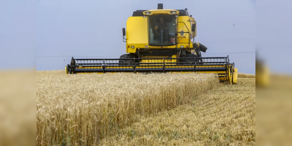 Imagem ilustrativa da imagem Tibagi se consolida como capital nacional do trigo