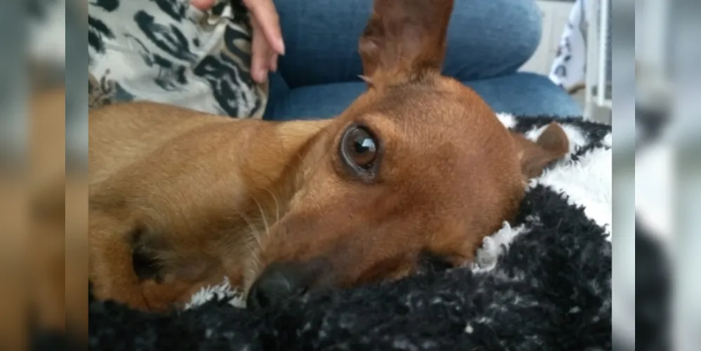 Imagem ilustrativa da imagem Família procura por cachorro idoso desaparecido em PG