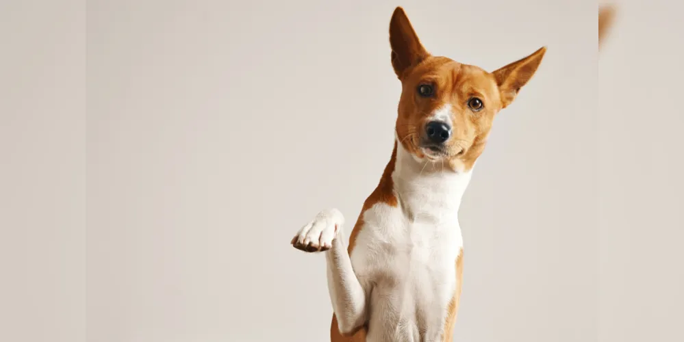 Evento será realizado por Ongs e CRAR, haverá cerca de 100 animais para adoção e mais uma série de atividades
