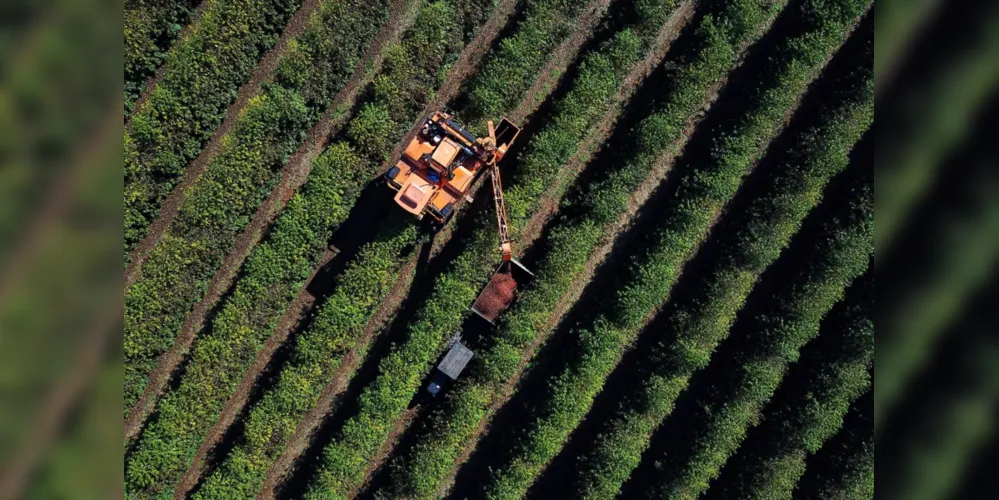 Clima desfavorável reduz em 40,7% a safra de café no Paraná