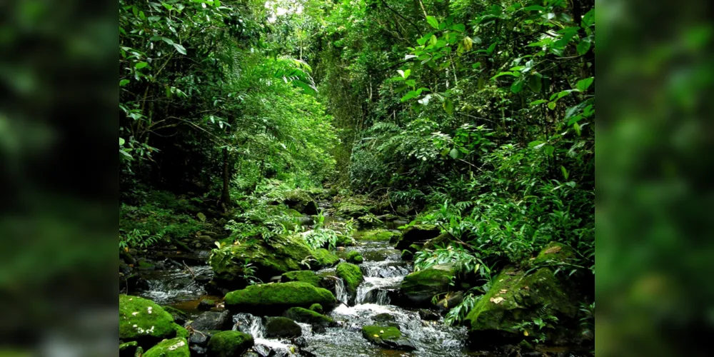 Imagem ilustrativa da imagem Vamos Ler apresenta as características da Mata Atlântica