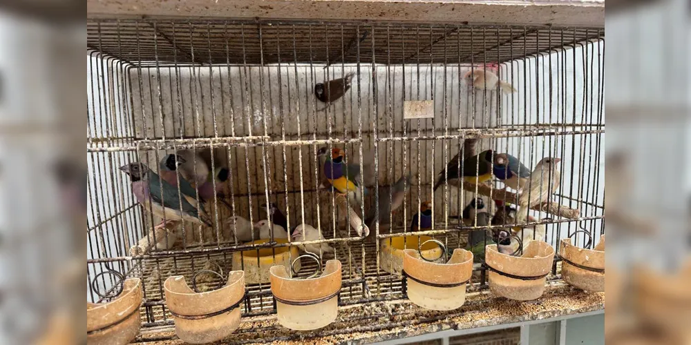 Cerca de 500 aves em situação mais crítica foram resgatadas e encaminhadas a um centro veterinário