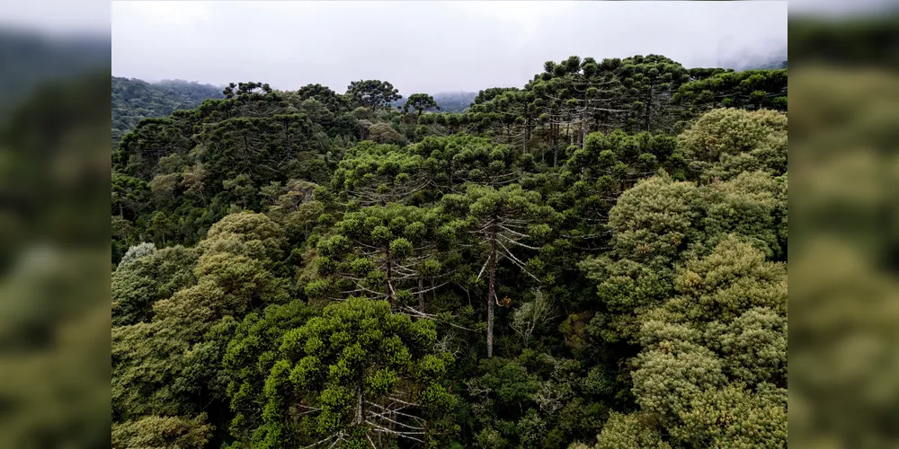 RPPN Barra Mansa, em Arapoti