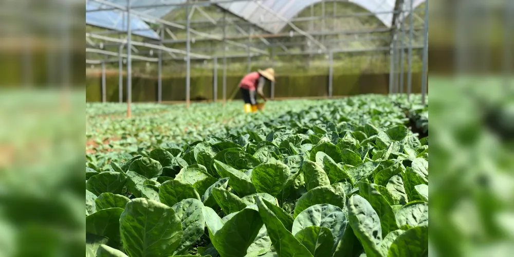 Impacto na avicultura e suinocultura deve ultrapassar R$ 1,5 bilhão.